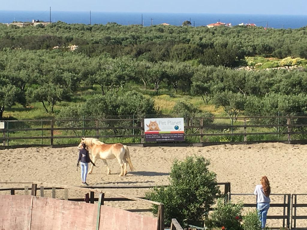 Arion Stables & Apartments Hersonissos  Zewnętrze zdjęcie